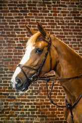 Dy'on D Collection X-Fit Bridle